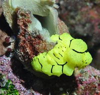 The Oasis Dive Site - Attractions Perth