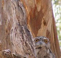 Bird Watching - Attractions Perth