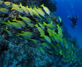 Barracuda Bommie Dive Site - Attractions Perth 2