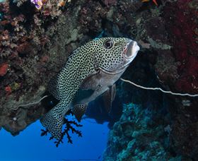 Barracuda Bommie Dive Site - Attractions Perth 1