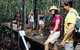 Hibiscus Coast - thumb 3
