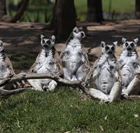 Savannah Visitor Plaza Taronga Western Plains Zoo Dubbo - Attractions Perth