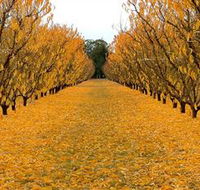 Sun Country on the Murray Farm Gate Trail - Attractions Perth