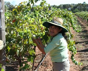 Domaine Asmara - Attractions Perth 6