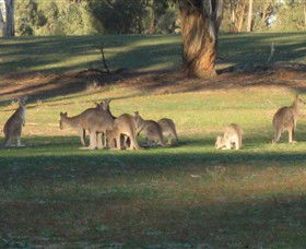 Savernake Day Tours - Attractions Perth 4