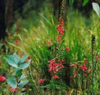 Enfield State Park - Attractions Perth