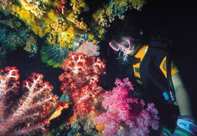 Bait Reef And Garys Lagoon Dive Site - Attractions Perth 1