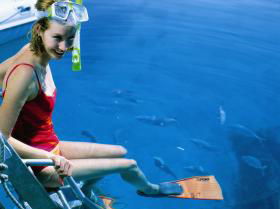 Bait Reef And Garys Lagoon Dive Site - Attractions Perth 2