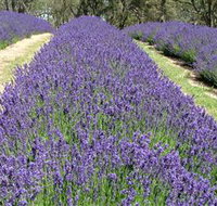 Yuulong Lavender Estate - Attractions Perth