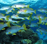Challenger Bay Dive Site - Attractions Perth
