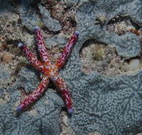 Clam Gardens Dive Site - Attractions Perth