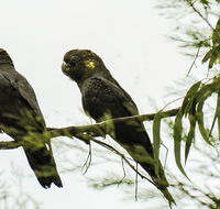 Conimbla National Park - Attractions Perth