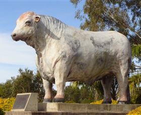 Rockhampton Bull Statues - Attractions Perth 1