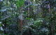 Kutini-Payamu (Iron Range) National Park (CYPAL) - thumb 2