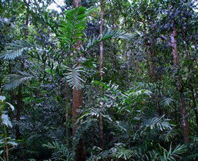 Kutini-Payamu (Iron Range) National Park (CYPAL) - Attractions Perth 2