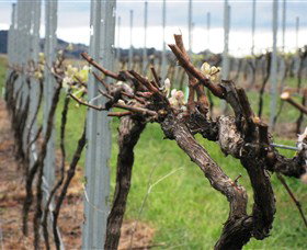 Stockmans Ridge Wines - Attractions Perth 1
