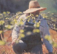 Canobolas Smith Winery - Attractions Perth