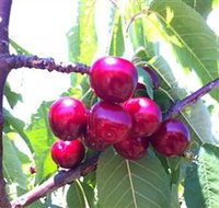 Ballinaclash Orchard and Cellar Door