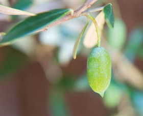 The Olive Shop - Milawa - Attractions Perth 1