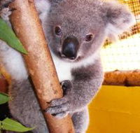 Cooberrie Park Wildlife Sanctuary - Attractions Perth