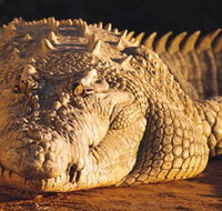 Koorana Crocodile Farm - Attractions Perth