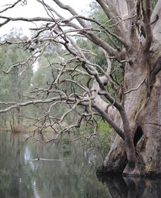 Wonga Wetlands - Attractions Perth 3