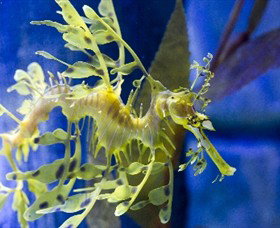 SEA LIFE Melbourne Aquarium - Attractions Perth 1