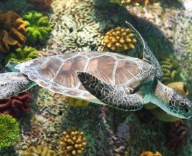 SEA LIFE Melbourne Aquarium - Attractions Perth 5