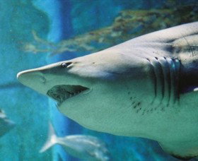 SEA LIFE Melbourne Aquarium - Attractions Perth 8