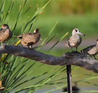 Jerrabomberra Wetlands - Attractions Perth