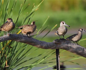 Jerrabomberra Wetlands - Attractions Perth 0
