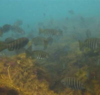 Bunurong Marine and Coastal Park - Attractions Perth