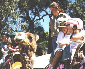 Calamunnda Camel Farm  - Attractions Perth 2