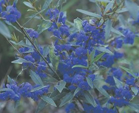 Kalamunda National Park - Attractions Perth 2