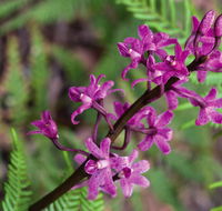 Cassinia walking track - Attractions Perth
