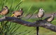 Jerrabomberra Wetlands - thumb 2