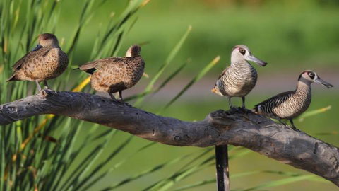 Jerrabomberra Wetlands - Attractions Perth 2