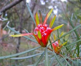 Glenbrook NSW Attractions Perth