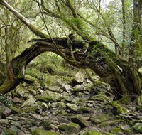 Mitchell River Walking Track - Attractions Perth