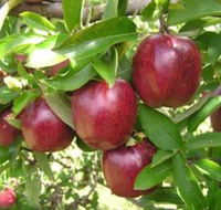 Top 40 Orchard - Attractions Perth