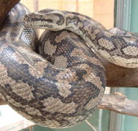 Armadale Reptile Centre - Attractions Perth