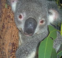 Hunter Valley Zoo - Attractions Perth
