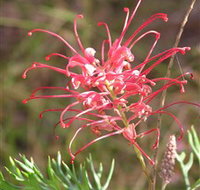 Wirrimbirra Sanctuary - Attractions Perth