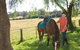 Sugarloaf Horse Centre - thumb 0