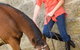 Sugarloaf Horse Centre - thumb 2