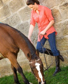 Sugarloaf Horse Centre - Attractions Perth 2
