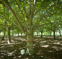 Sassafras Nuts - Attractions Perth