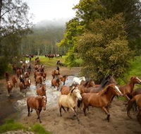 Glenworth Valley Horse Riding - Attractions Perth