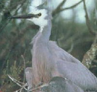 Jack Smith Lake State Game Reserve - Attractions Perth