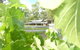 Peel Estate Winery - thumb 1